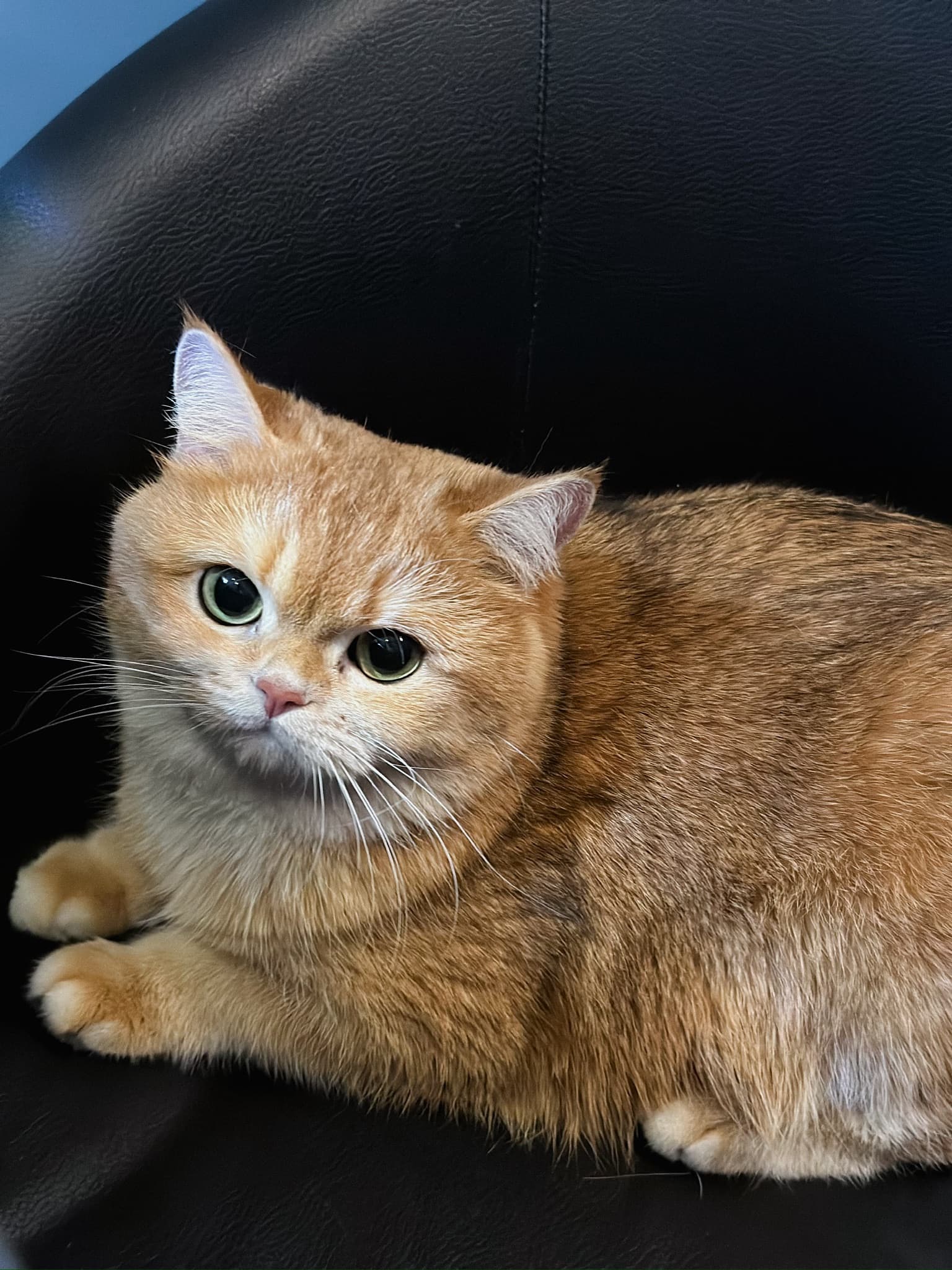 Спокойная кошка в пространстве PETLAND