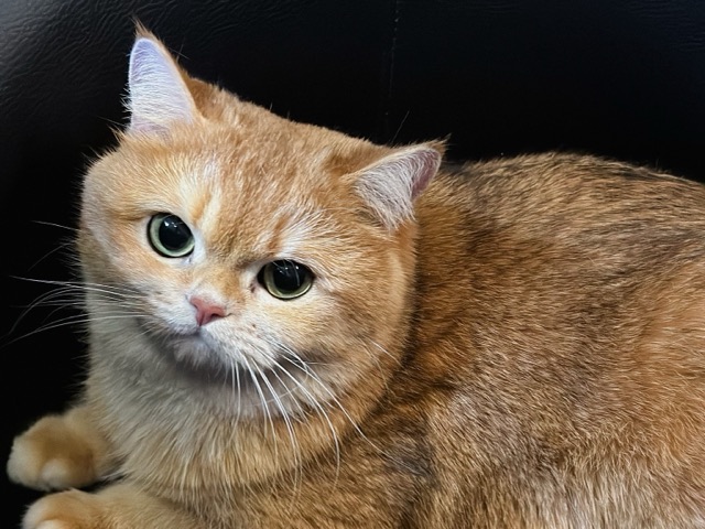 Спокойная кошка в PETLAND