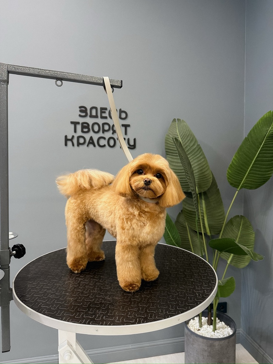 Собака после груминга в PETLAND