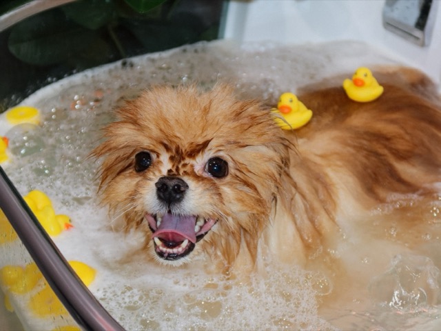 Собака во время ухода в подсвеченной ванне PETLAND
