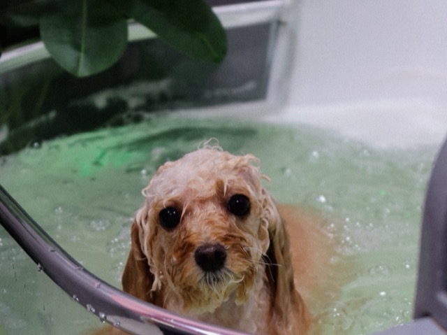 Собака во время SPA-ухода в ванне PETLAND